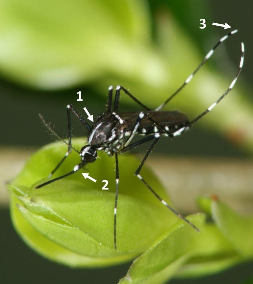 Asiatische Tigermücke (Foto: B. Pluskota, KABS e.V.) Asiatische Tigermücke