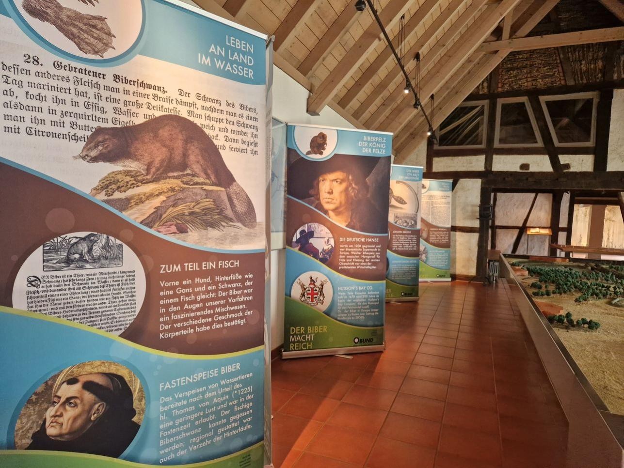 Noch bis Sonntag, 31. Mai, ist die Wanderausstellung „Kulturgeschichte des Bibers“ im Riedmuseum Ottersdorf zu sehen. Foto: Riedmuseum Ottersdorf Blick in die Wanderausstellung „Kulturgeschichte des Bibers“ im Riedmuseum Ottersdorf