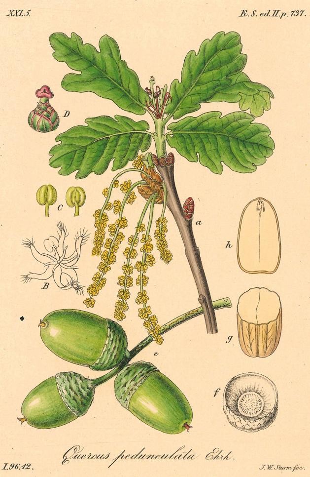 Am Sonntag, 30. August, nimmt Uli Steiger Interessierte zu zwei Kuratorenführungen durch die Ausstellung „Die Erfindung der Natur. Illustrierte Naturbücher von Plinius bis zu Humboldt“ mit. Foto: Ute Luber/Stadt Rastatt. Am Sonntag, 30. August, nimmt Uli Steiger Interessierte zu zwei Kuratorenführungen durch die Ausstellung „Die Erfindung der Natur. Illustrierte Naturbücher von Plinius bis zu Humboldt“ mit.
