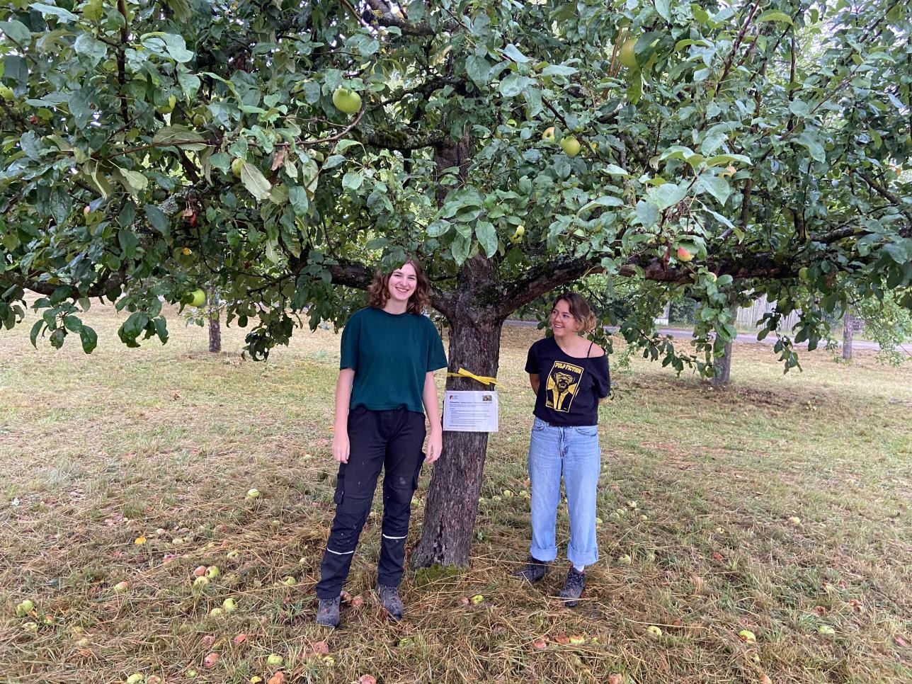 Die Mitarbeitenden vom freiwilligen ökologischen Jahr der Stadt Rastatt Emma Hügel (links) und Freya Wernicke (rechts) markieren die zur Ernte freigegebenen Bäume auf der städtischen Streuobstwiese. Foto: Stadt Rastatt/Peggy Engelmann Die Mitarbeitenden vom freiwilligen ökologischen Jahr der Stadt Rastatt Emma Hügel (links) und Freya Wernicke (rechts) markieren die zur Ernte freigegebenen Bäume auf der städtischen Streuobstwiese