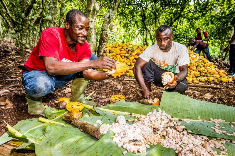 Zwei Kakaofarmer bei der Ernte in der Elfenbeinküste