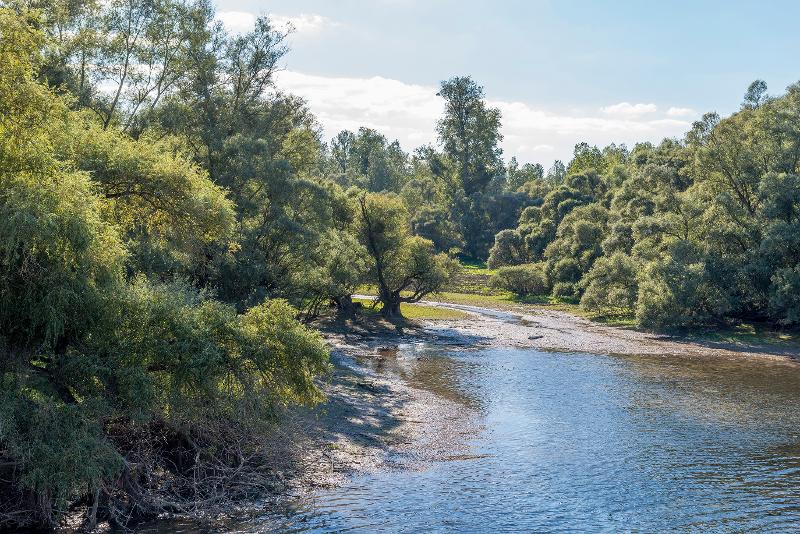 Rastatter Rheinauen - Bild: Peter Klüber Foto Rastatter Rheinauen - Bild: Peter Klüber