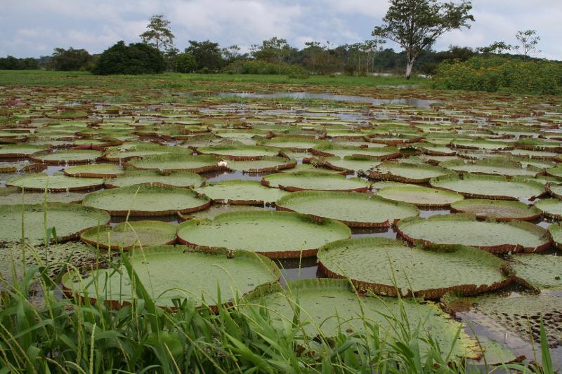 Bild einer Riesenseerose der Gattung Victoria - Bild: KIT Aueninstitut