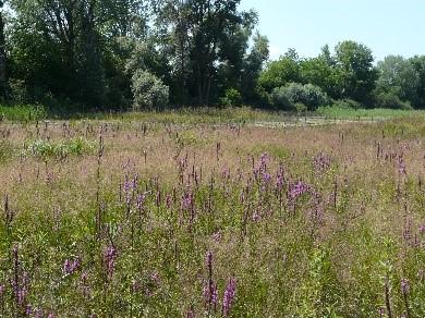 Blick ins LIFE+-Gebiet - Foto: Martin Klatt