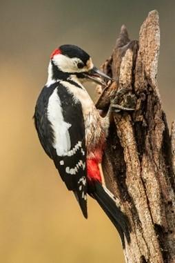 Der Buntspecht - Foto: Rainer Deible
