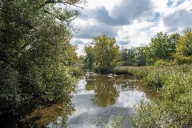 Blick in die Rastatter Rheinaue - Foto: Peter Klüber