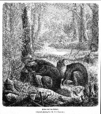 Der Biber - Kupferstich von Scheuchzer