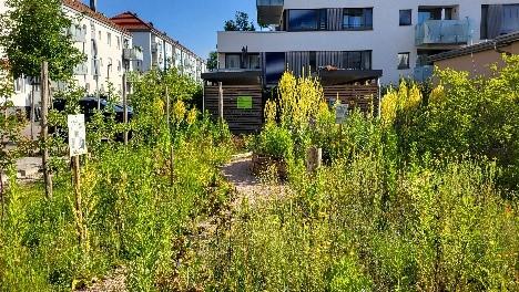 Naturnahe Begrünung in der Stadt - Foto: Martin Klatt