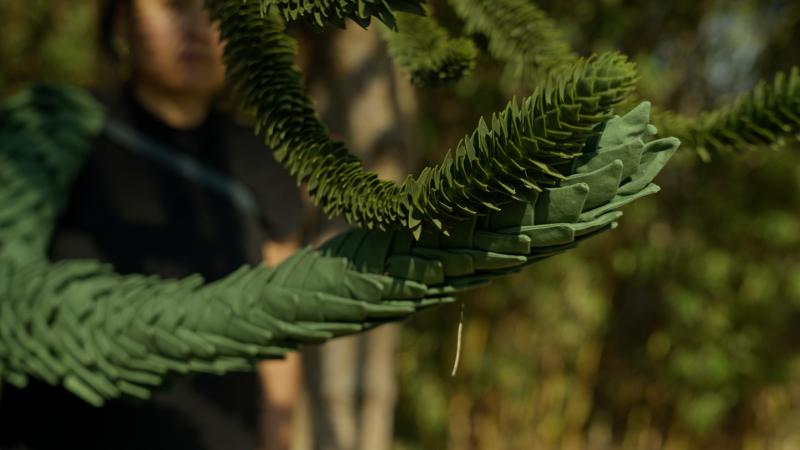Auswüchse an einem Baum die wie von einem Schuppenpanzer umhüllt werden