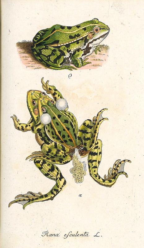 Teichfrosch - Rana esculenta (Foto: Ute Luber / Historische Bibliothek)