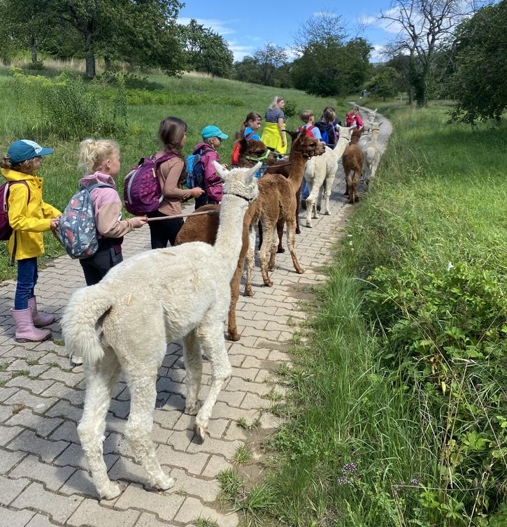 Um Rastatter Kindern und Jugendlichen auch in diesem Jahr wieder ein abwechslungsreiches Ferienprogramm anbieten zu können, sucht die städtische Kinder- und Jugendförderung noch Kooperationspartner. Archivfoto: Alpakawanderung/Jugendförderung Kinder wantern mit Alpakas