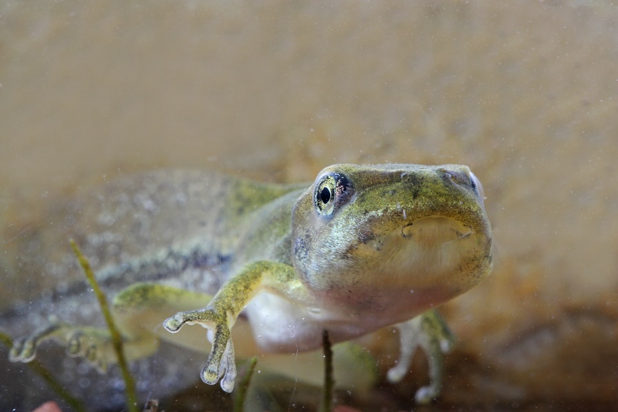 A frog in the water