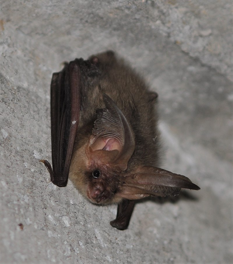 Bat