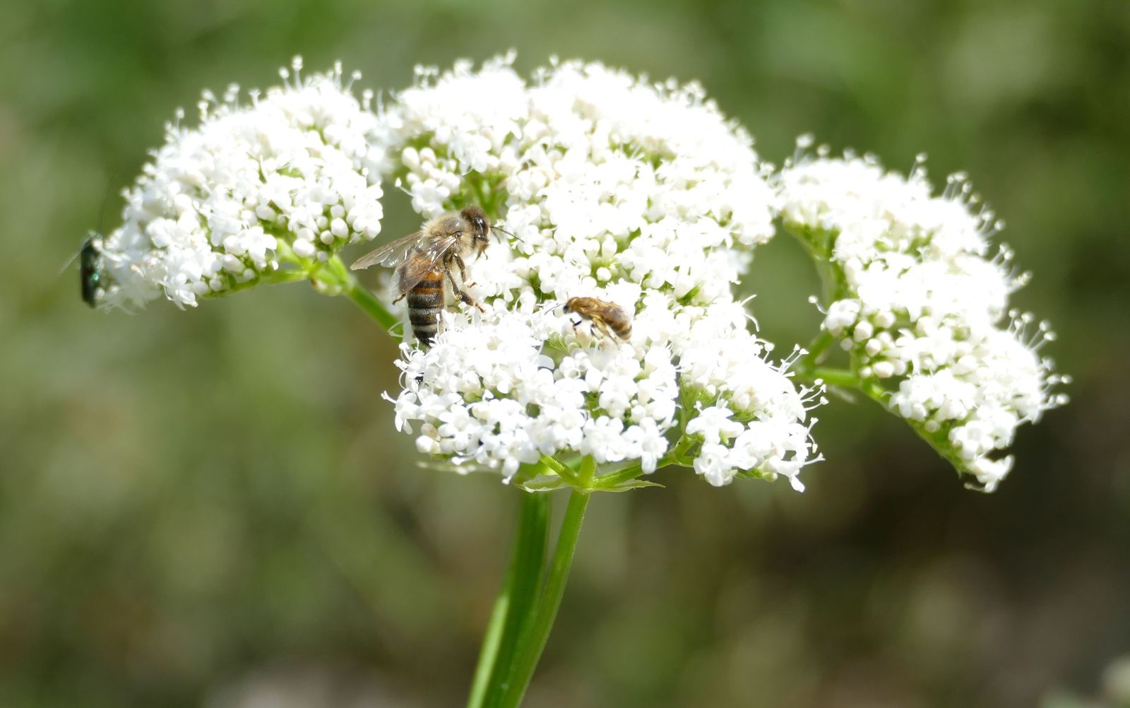 Flower in the Rastatt city eco-station with two bees