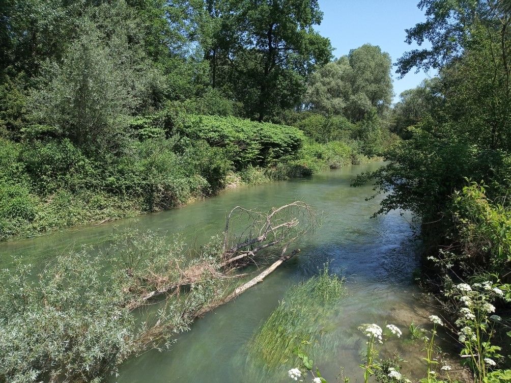 Bei einer Führung durch die Rheinauen erleben die Teilnehmerinnen und Teilnehmer die vielfältige Natur der Auen. Foto: Christian Damm Blick auf die Rheinauen