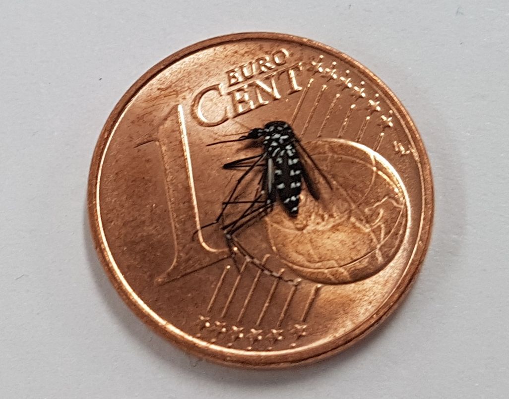 Asiatische Tigermücke auf 1-Cent-Münze