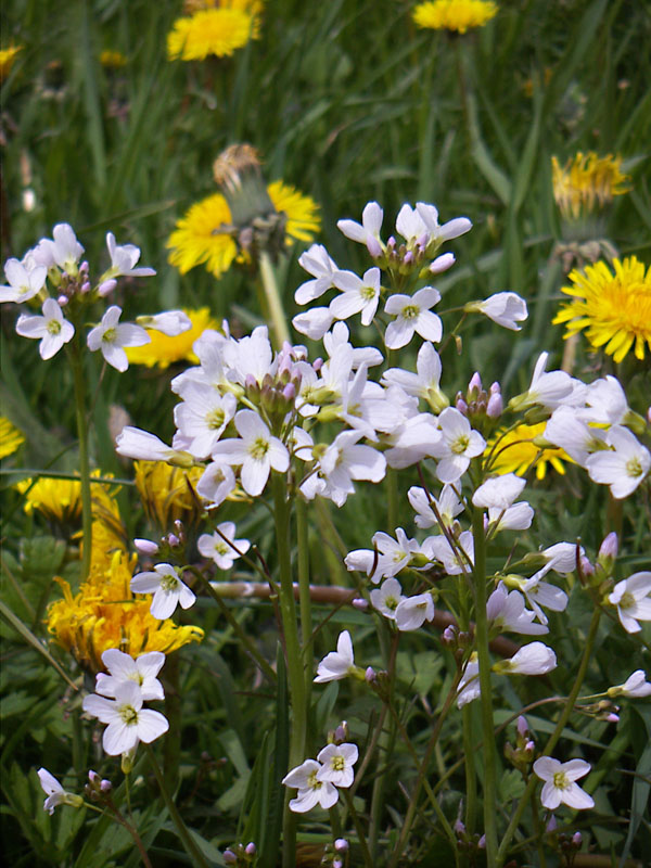 Dandelion in the meadow